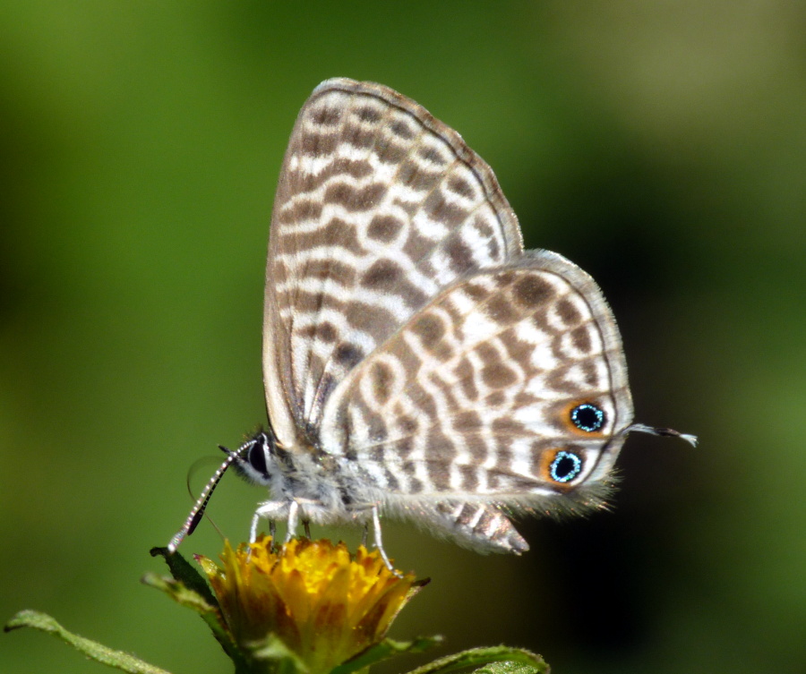 Da determinare - Leptotes pirithous